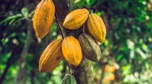 L’Initiative Cacao Côte d’Ivoire-Ghana s’ouvre au Nigeria et au Cameroun